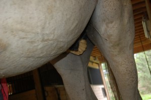 DSC_0668