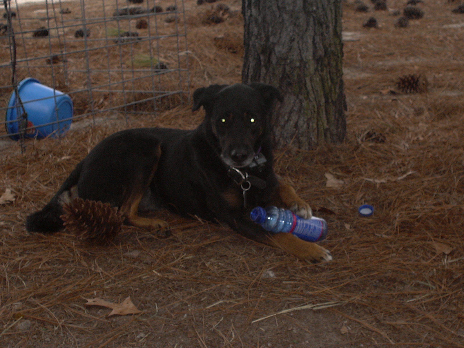 Zeke — A Dog’s Life
